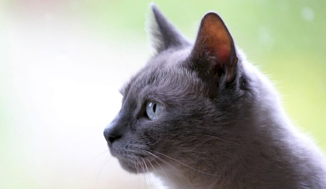 gato