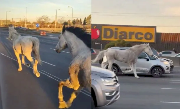 CABALLOSSUELTOS