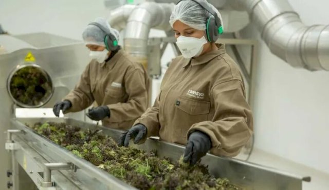 Cannabis medicinal